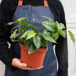 Monstera 'Siltepecana' 14 Monstera 'Siltepecana' -Plant house 6 PHILODENDRON SILTEPECANA 3 7976d706 562d 47c6 b86d 45a2d2995bfd