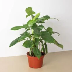 Philodendron 'Silver Sword' 14 Philodendron 'Silver Sword' -Plant house 6 PHILODENDRON SILVER.SWORD 1.1