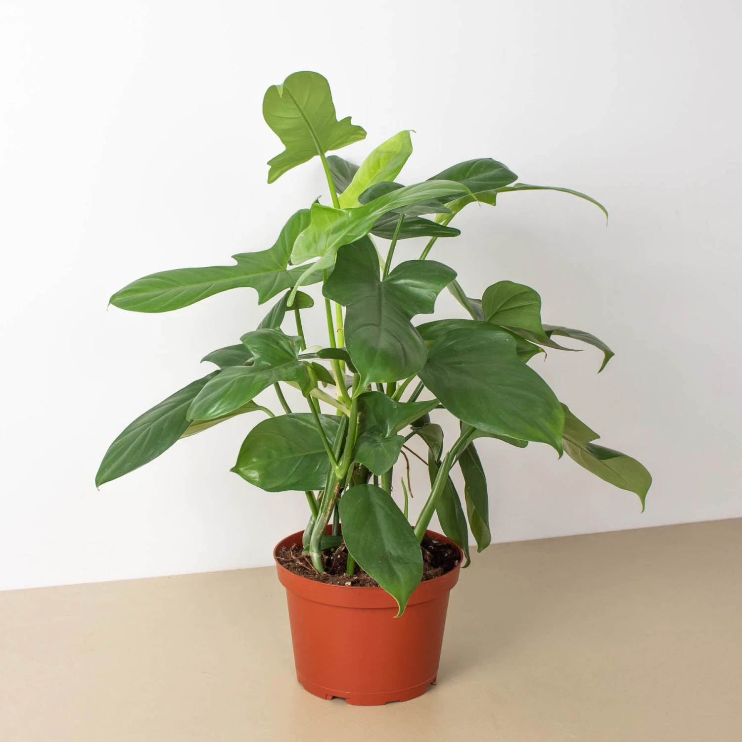 Philodendron 'Silver Sword' 5 Philodendron 'Silver Sword' - Image 5