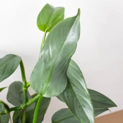 Philodendron 'Silver Sword' 15 Philodendron 'Silver Sword' -Plant house 6 PHILODENDRON SILVER.SWORD 2