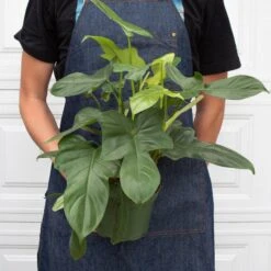 Philodendron 'Silver Sword' 19 Philodendron 'Silver Sword' -Plant house 6 PHILODENDRON SILVER.SWORD 3.1