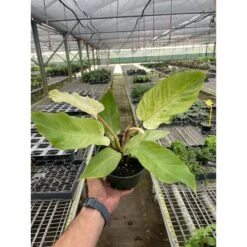 Philodendron 'Snowdrift' -Plant house 6 PHILODENDRON SNOWDRIFT TEMP 3.7.24 6324ab4b bab0 4091 84d3 0aef1c1c8525