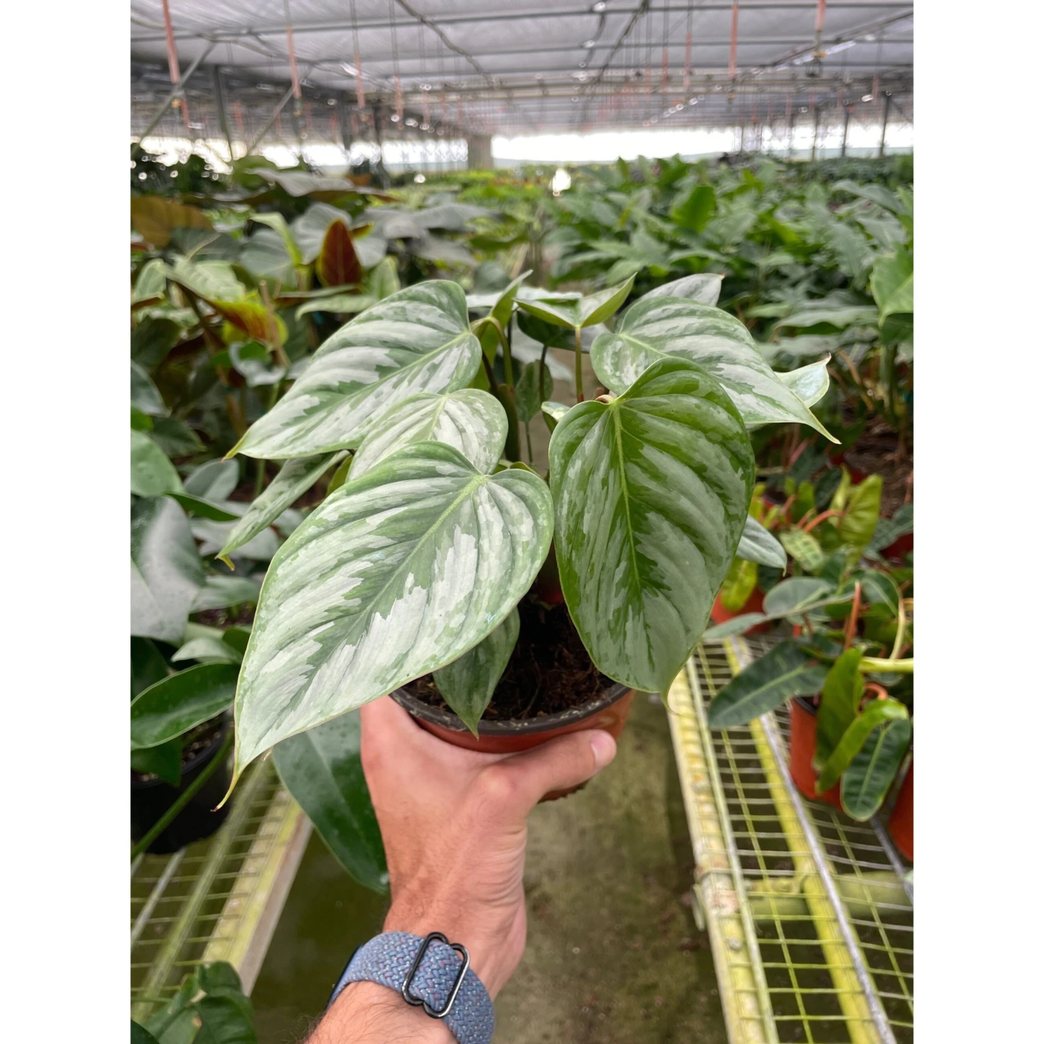 Philodendron 'Sodiroi' 1 Philodendron 'Sodiroi'