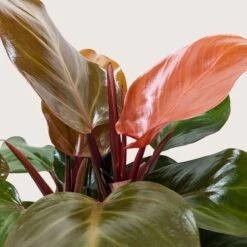 Philodendron 'Sun Red' -Plant house 6 PHILODENDRON SUN RED 2 a79313a3 3abe 480f 8f34 e3dcffeef4eb