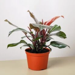 Philodendron 'Sun Red' -Plant house 6 PHILODENDRON SUN RED fe5ca903 1da3 47bc 8451 6fc8d70d6fe0