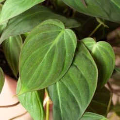 Philodendron 'Velvet' -Plant house 6 PHILODENDRON VELVET 2
