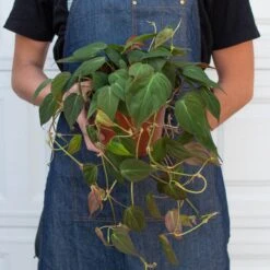 Philodendron 'Velvet' -Plant house 6 PHILODENDRON VELVET 3