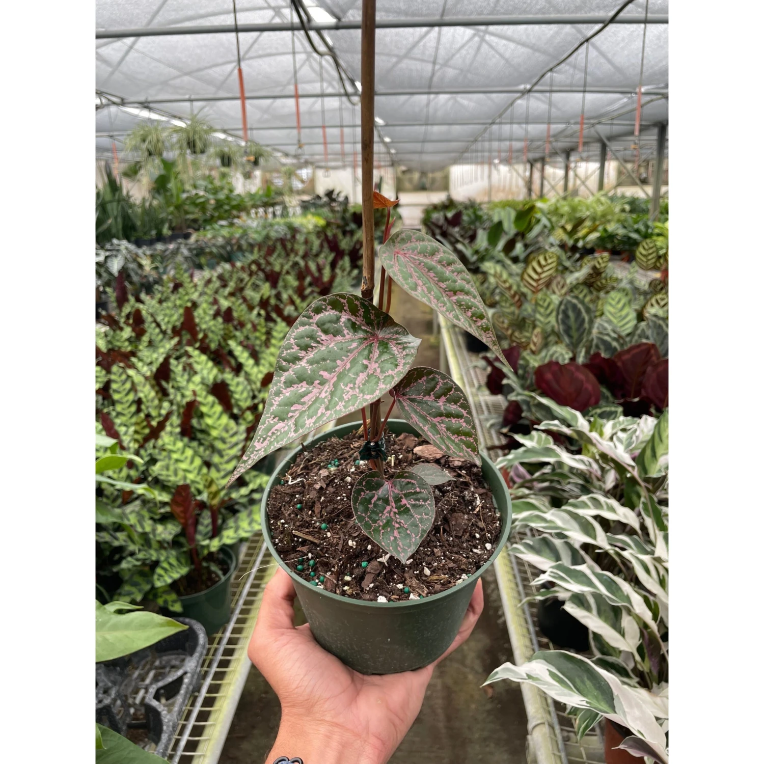 Piper 'Crocatum' 1 Piper 'Crocatum'