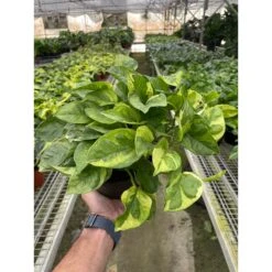 Pothos 'Lemon Meringue'