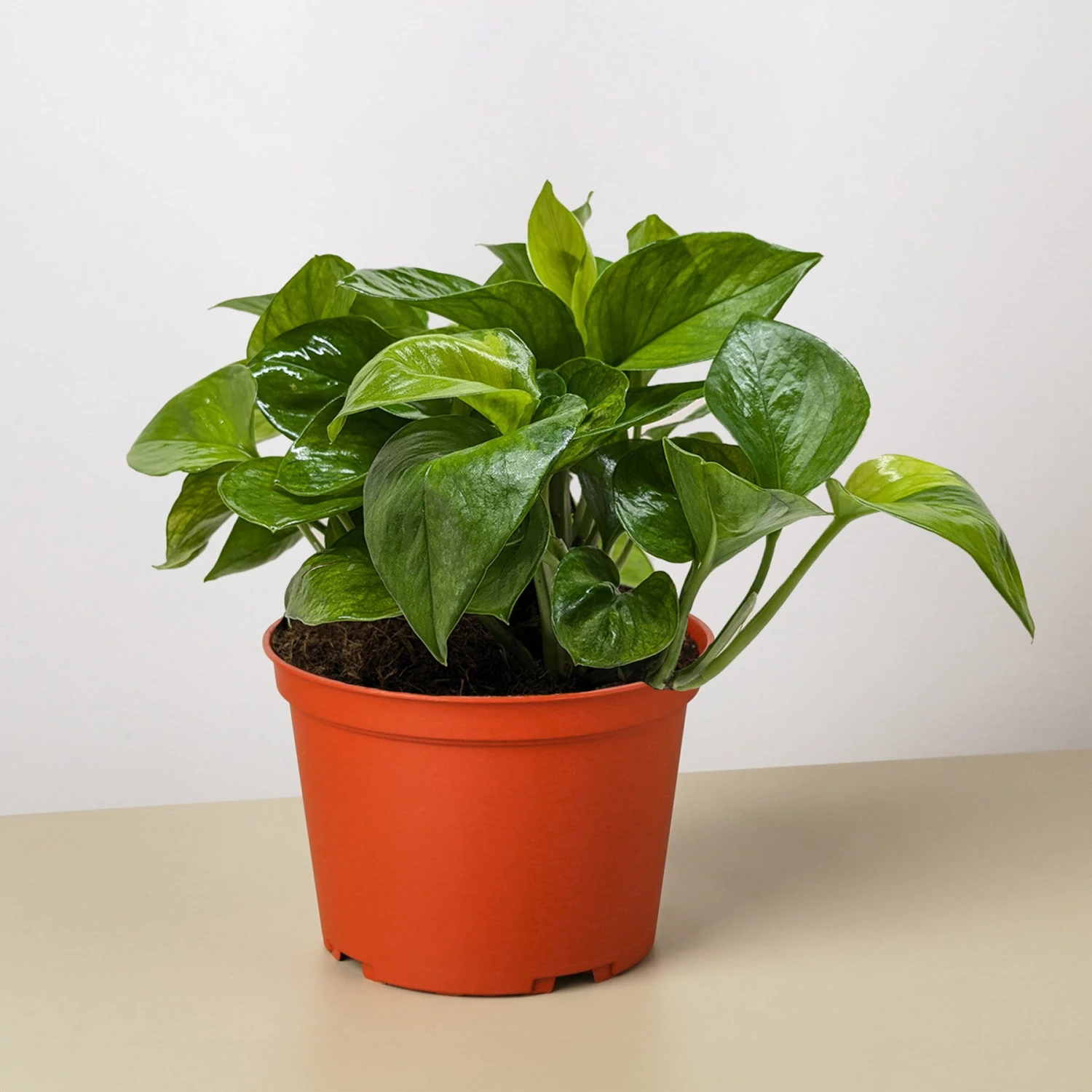 Pothos 'Lemon Top' 1 Pothos 'Lemon Top'