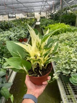 Pothos 'Mutant Manjula' -Plant house 6 POTHOS MUTANT.MANJULA TEMP 7.18.24