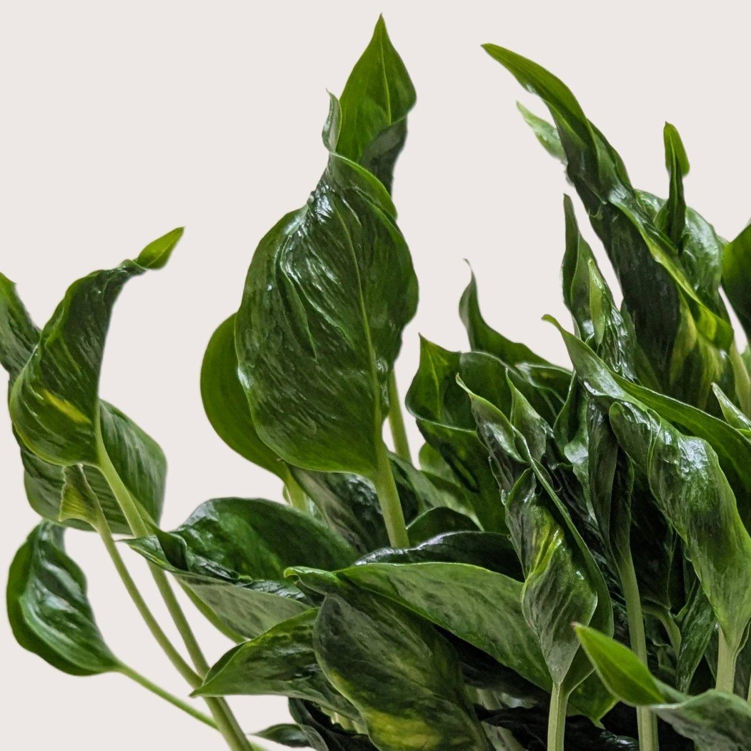 Pothos 'Shangri La' 5 Pothos 'Shangri La' - Image 5