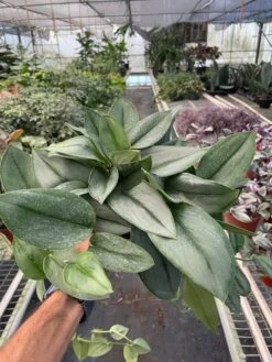 Scindapsus 'Moonlight' 7 Scindapsus 'Moonlight' -Plant house 6 SCINDAPSUS MOONLIGHT TEMP 11.7.23