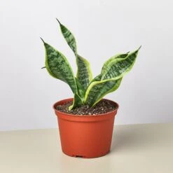 Snake Plant 'Twist' -Plant house 6 SNAKE Twist
