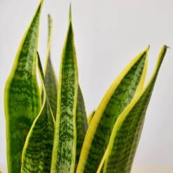 Snake Plant 'Laurentii' 23 Snake Plant 'Laurentii' -Plant house 6 SNAKE LAURENTII 2