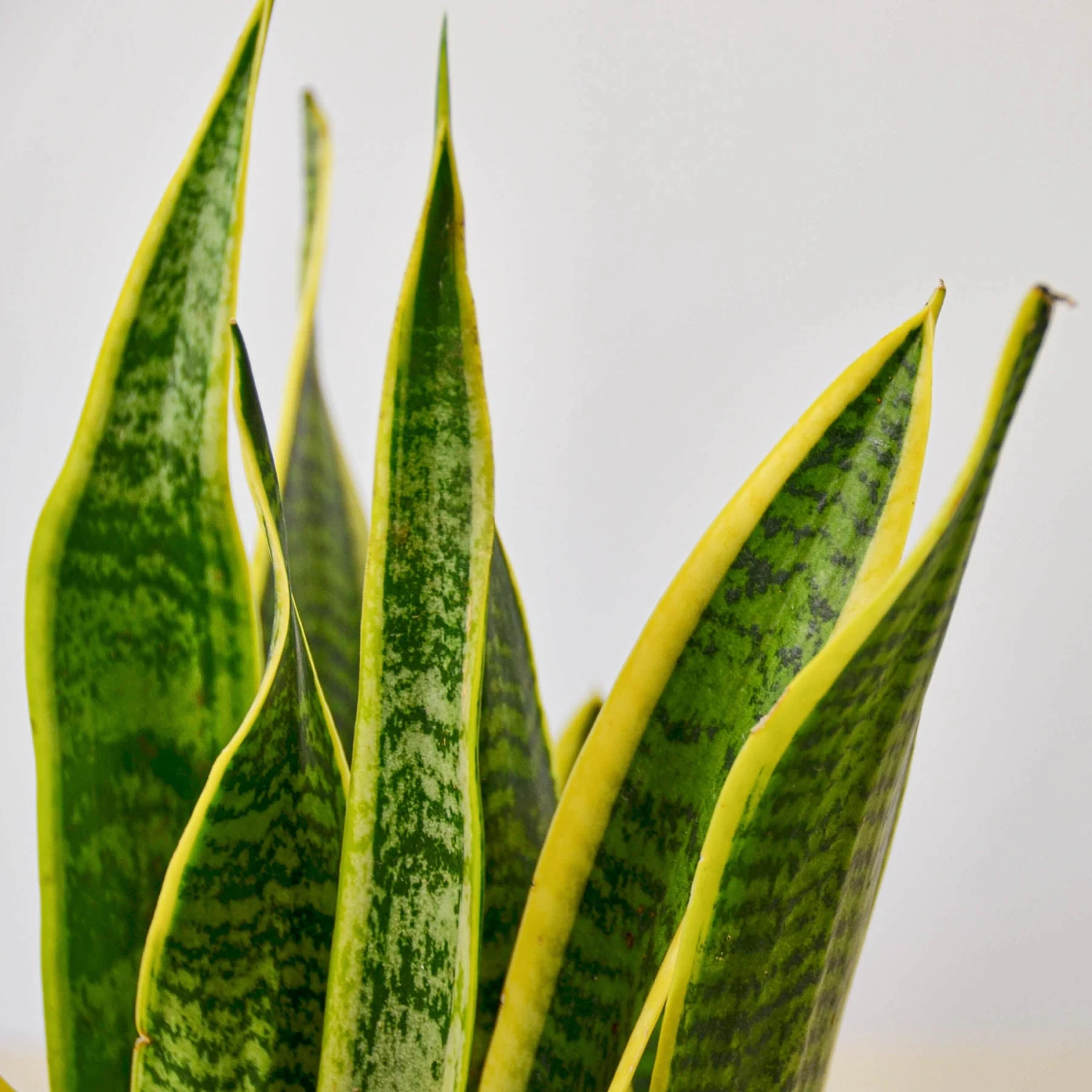 Snake Plant 'Laurentii' 6 Snake Plant 'Laurentii' - Image 6