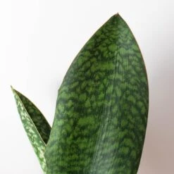Shark Fin Snake Plant 7 Shark Fin Snake Plant -Plant house 6 SNAKE SHARK.FIN 2