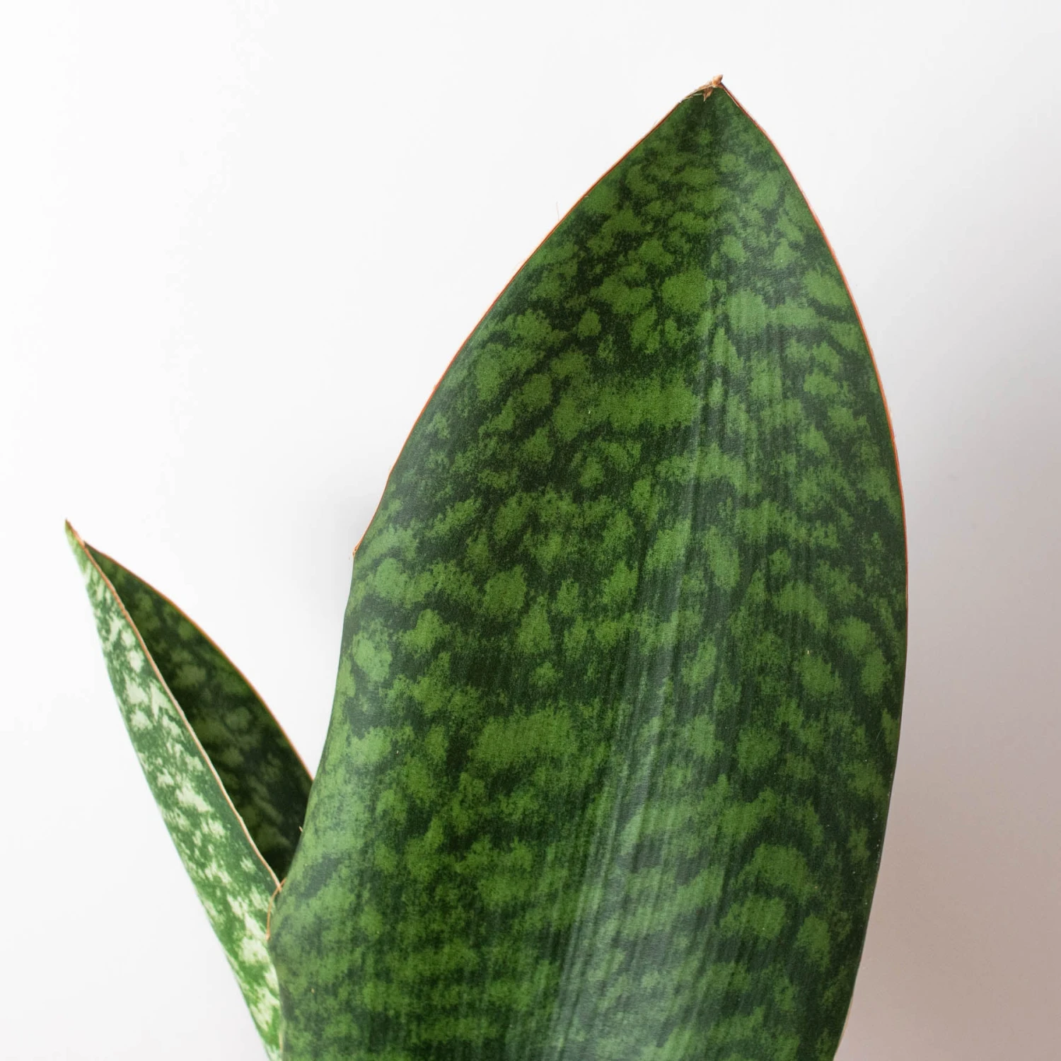 Shark Fin Snake Plant 3 Shark Fin Snake Plant - Image 3