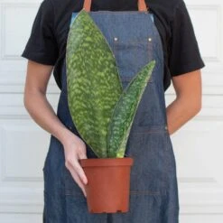 Shark Fin Snake Plant 8 Shark Fin Snake Plant -Plant house 6 SNAKE SHARK.FIN 3