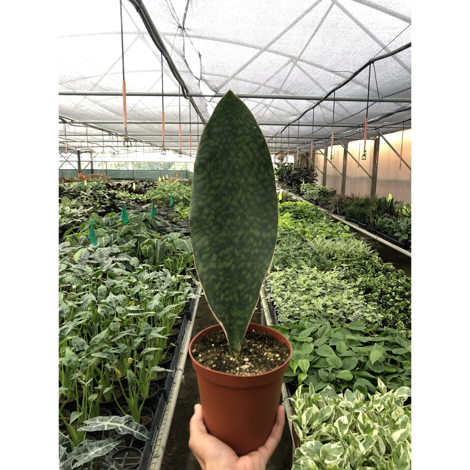 Shark Fin Snake Plant 1 Shark Fin Snake Plant