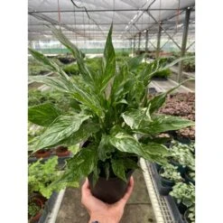 Front Page -Plant house 6 SPATHIPHYLLUM DOMINO TEMP 7a78d6b1 100e 4409 936c 4eeacfff22fd