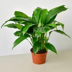 Spathiphyllum 'Peace Lily' 7 Spathiphyllum 'Peace Lily' -Plant house 6 SPATHIPHYLLUM GREEN 1