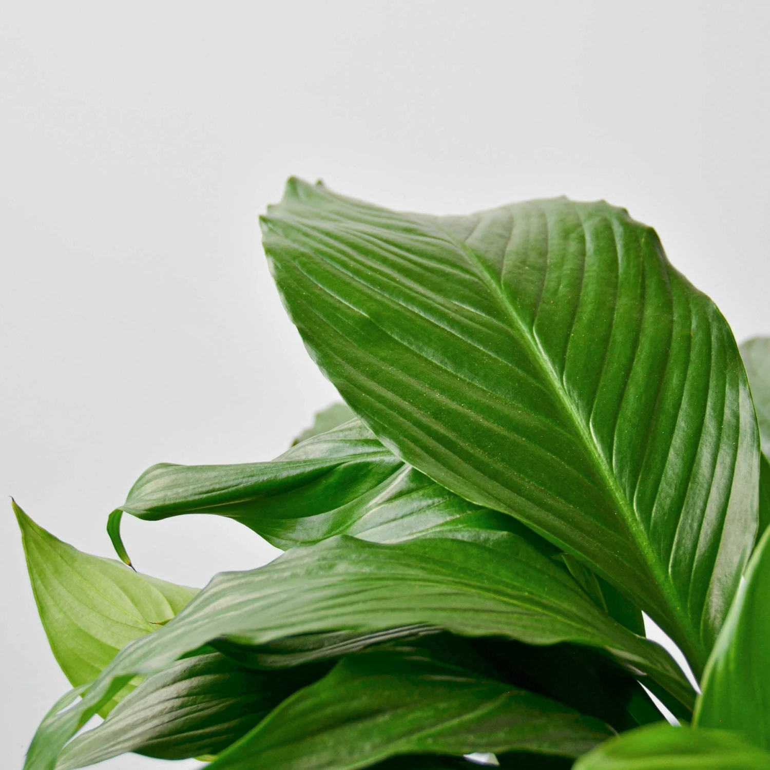 Spathiphyllum 'Peace Lily' 4 Spathiphyllum 'Peace Lily' - Image 4