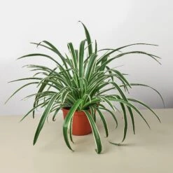 Spider Plant 'Reverse' 15 Spider Plant 'Reverse' -Plant house 6 SPIDER REVERSE 1NEW
