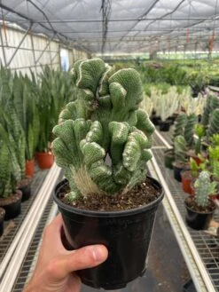 Succulent Cereus Coral Green -Plant house 6 SUCC CEREUS CORAL.GREEN TEMP 6.12.24