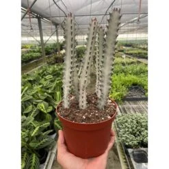 4" Succulent Euphorbia 'Dragon Bone' -Plant house 6 SUCC EUPHORBIA DRAGON.BONE TEMP 12.28.23