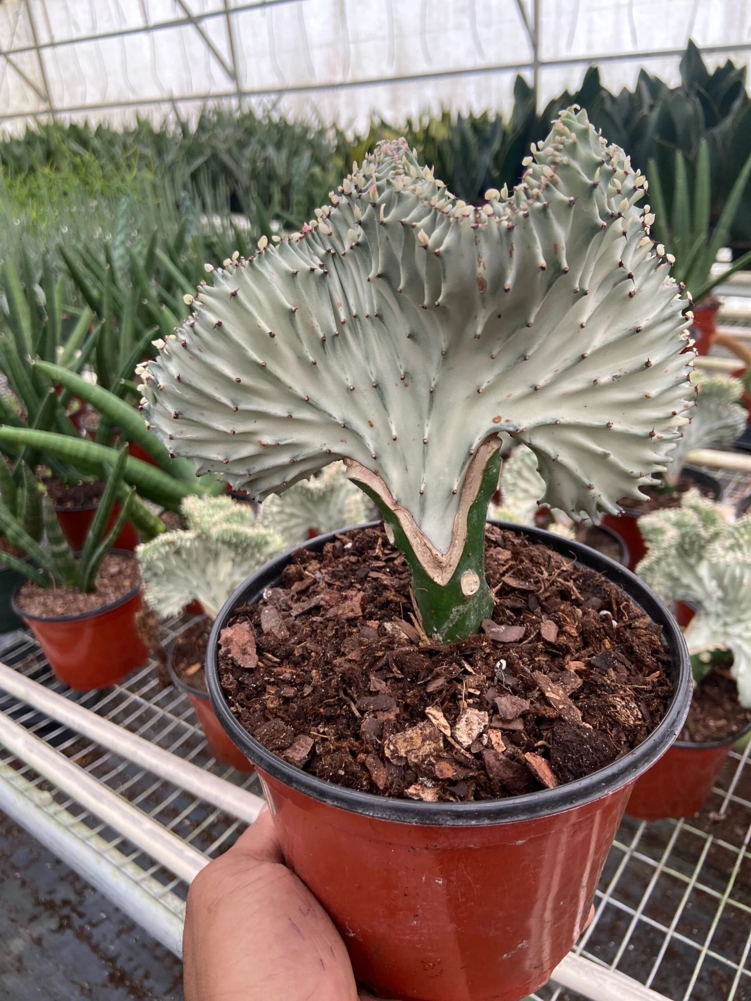 Succulent Euphorbia Lactea Ghost 1 Succulent Euphorbia Lactea Ghost