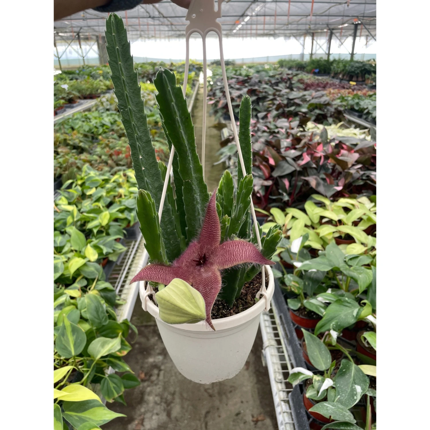 Red Dragon Flower (Huernia Schneideriana) 2 Red Dragon Flower (Huernia Schneideriana) - Image 2