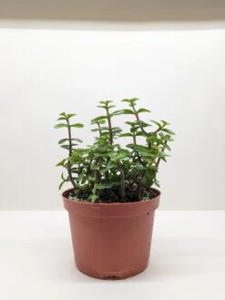 Succulent 'Elephant Bush' 10 Succulent 'Elephant Bush' -Plant house 6 SUCC PORTULACARIA ELEPHANT.BUSH