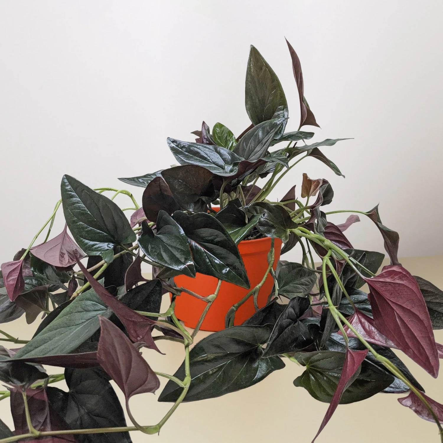 Syngonium 'Red Arrow' 2 Syngonium 'Red Arrow' - Image 2