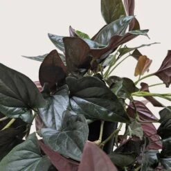 Syngonium 'Red Arrow' 5 Syngonium 'Red Arrow' -Plant house 6 SYNGONIUM RED.ARROW 2.1