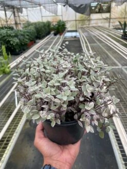 Tradescantia Callisia 'Pink Panther' 7 Tradescantia Callisia 'Pink Panther' -Plant house 6 TRADESCANTIA PINK.PANTHER TEMP