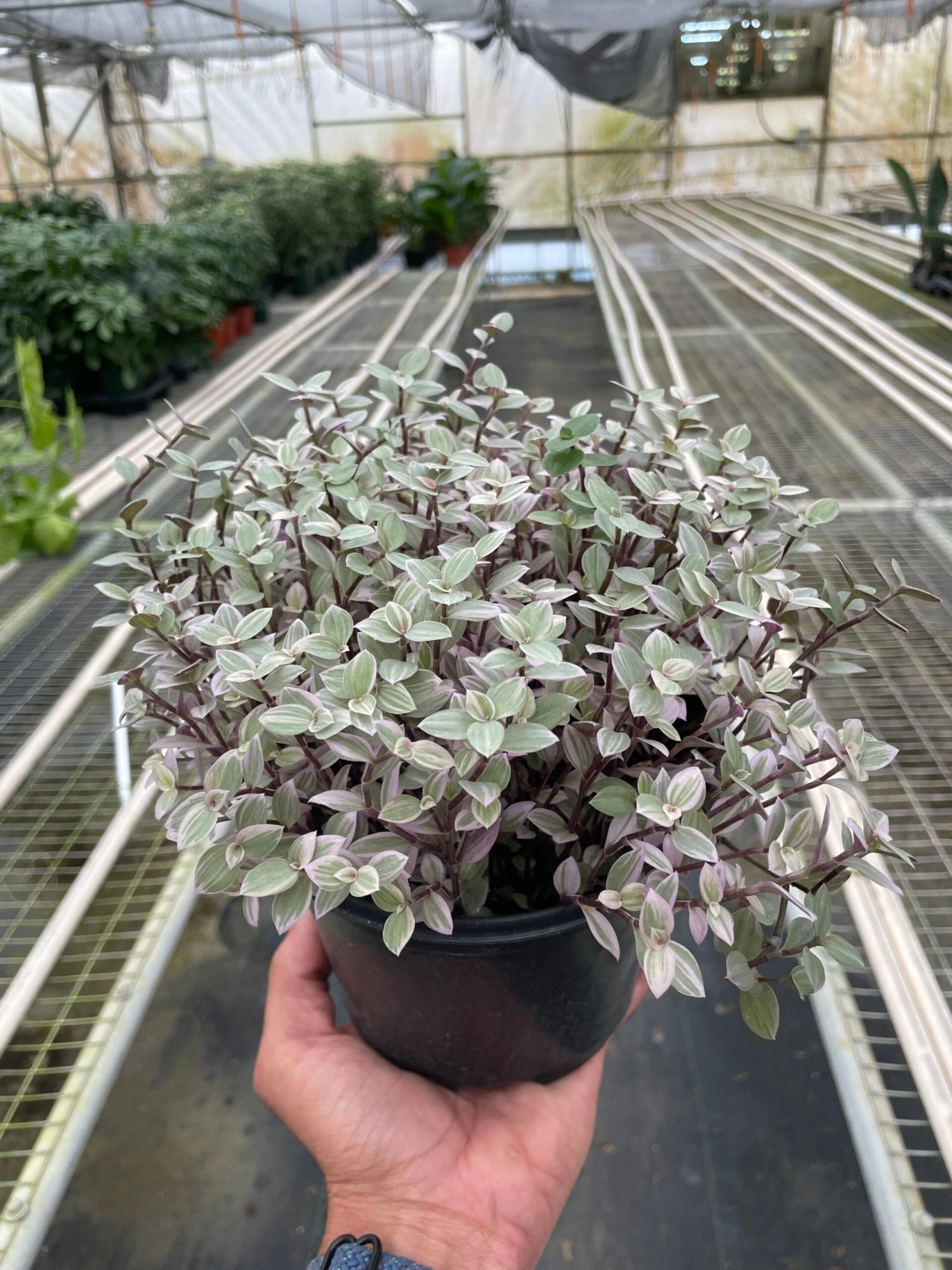 Tradescantia Callisia 'Pink Panther' 4 Tradescantia Callisia 'Pink Panther' - Image 4