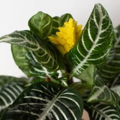 Zebra 'Aphelandra' -Plant house 6 ZEBRA APHELANDRA 2