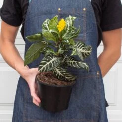 Zebra 'Aphelandra' -Plant house 6 ZEBRA APHELANDRA 3