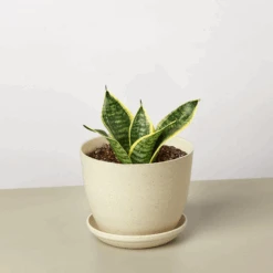 Snake Plant 'Laurentii Dwarf' 18 Snake Plant 'Laurentii Dwarf' -Plant house 6inchPLASTICPOT LaurentiiDwarf