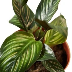 Calathea 'Beauty Star' - 4" Pot - NURSERY POT ONLY 8 Calathea 'Beauty Star' - 4" Pot - NURSERY POT ONLY -Plant house 78a5338f 23b9 5c49 b840 738f9c7e916f e44b8585 028f 4591 a099 9bdcb64f23c7