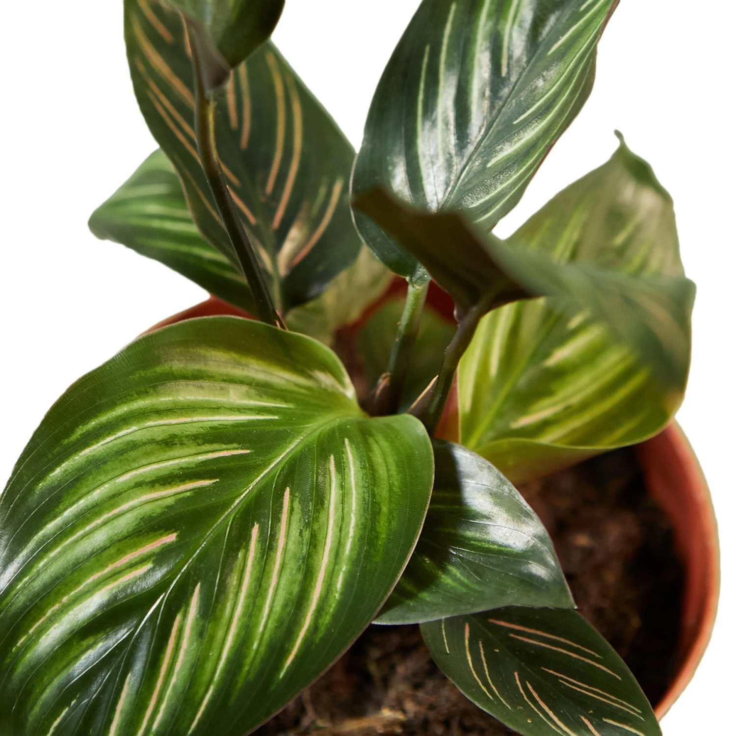 Calathea 'Beauty Star' - 4" Pot - NURSERY POT ONLY 3 Calathea 'Beauty Star' - 4" Pot - NURSERY POT ONLY - Image 3