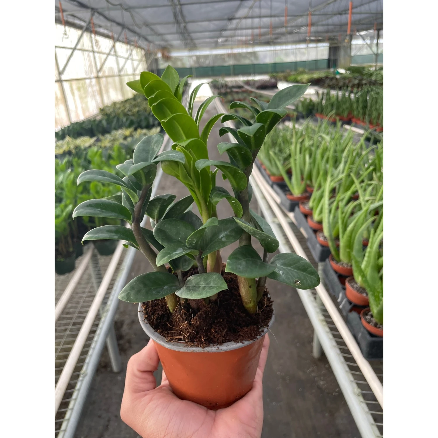 Zamioculcas Zamiifolia 'Zenzi' 1 Zamioculcas Zamiifolia 'Zenzi'