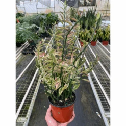 Variegated Devil's Backbone Euphorbia