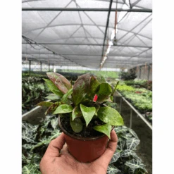 Hoya 'Sunrise' 7 Hoya 'Sunrise' -Plant house 7d6a1e5b ab15 4e1f 851e c9f4a8aef48f