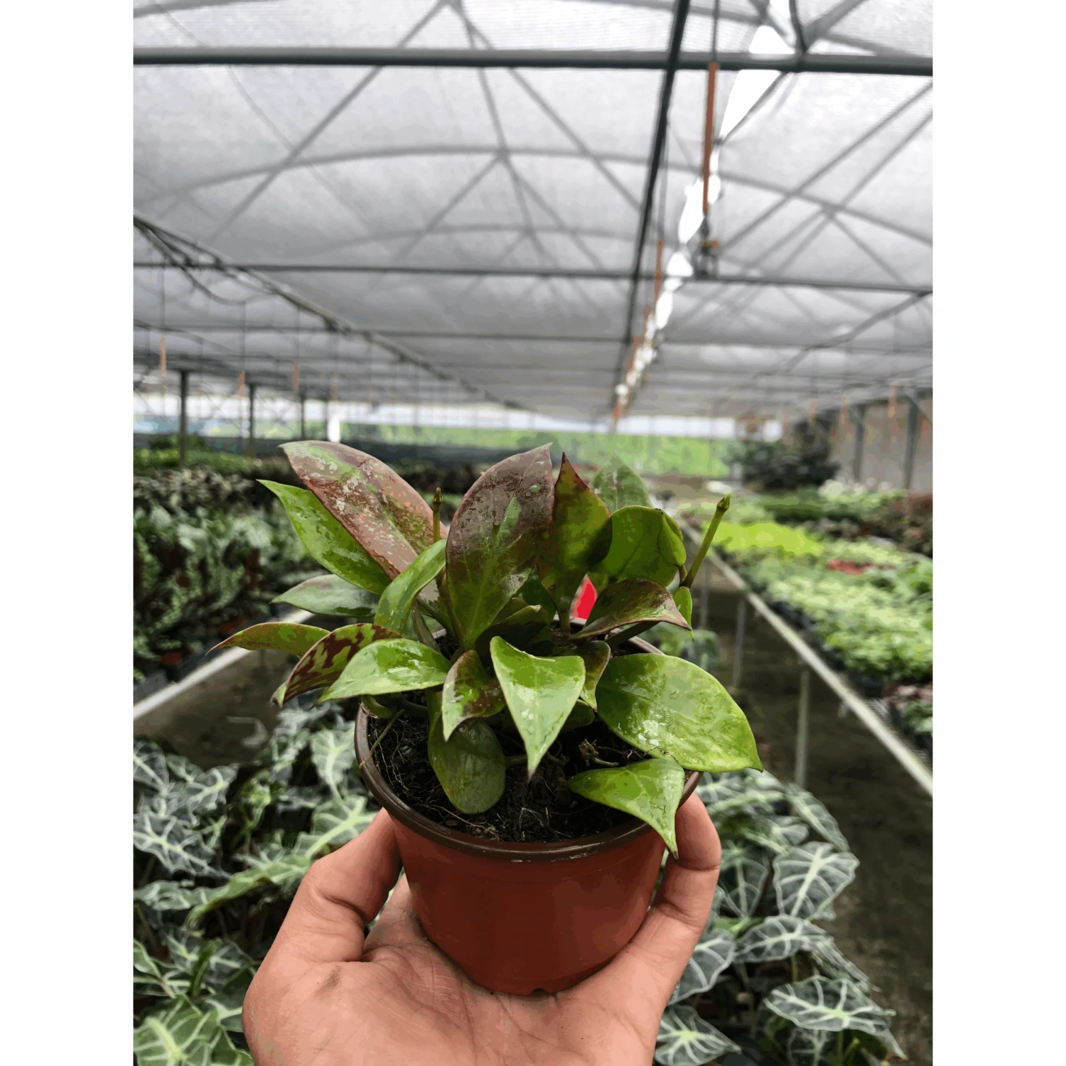 Hoya 'Sunrise' 4 Hoya 'Sunrise' - Image 4