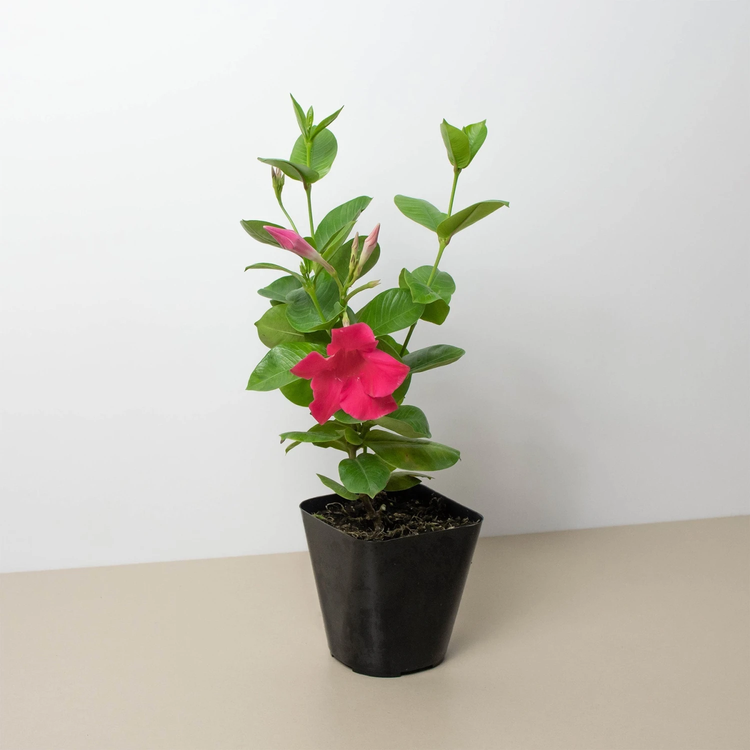 Dipladenia Premier Hot Pink 1 Dipladenia Premier Hot Pink