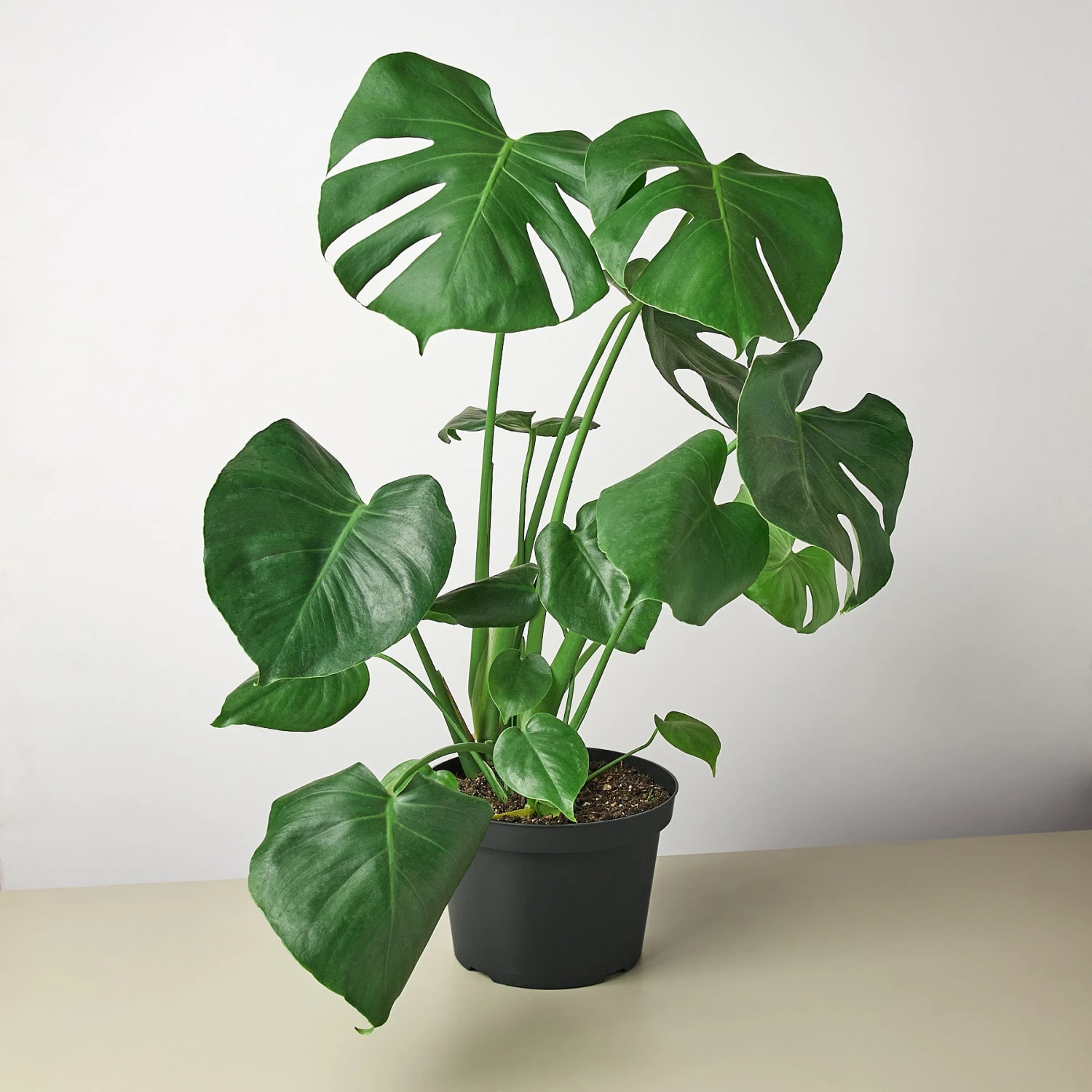 Monstera 'Split-Leaf' 5 Monstera 'Split-Leaf' - Image 5