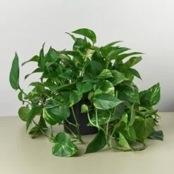 Pothos 'Golden' -Plant house 8 POTHOSGOLDEN 1