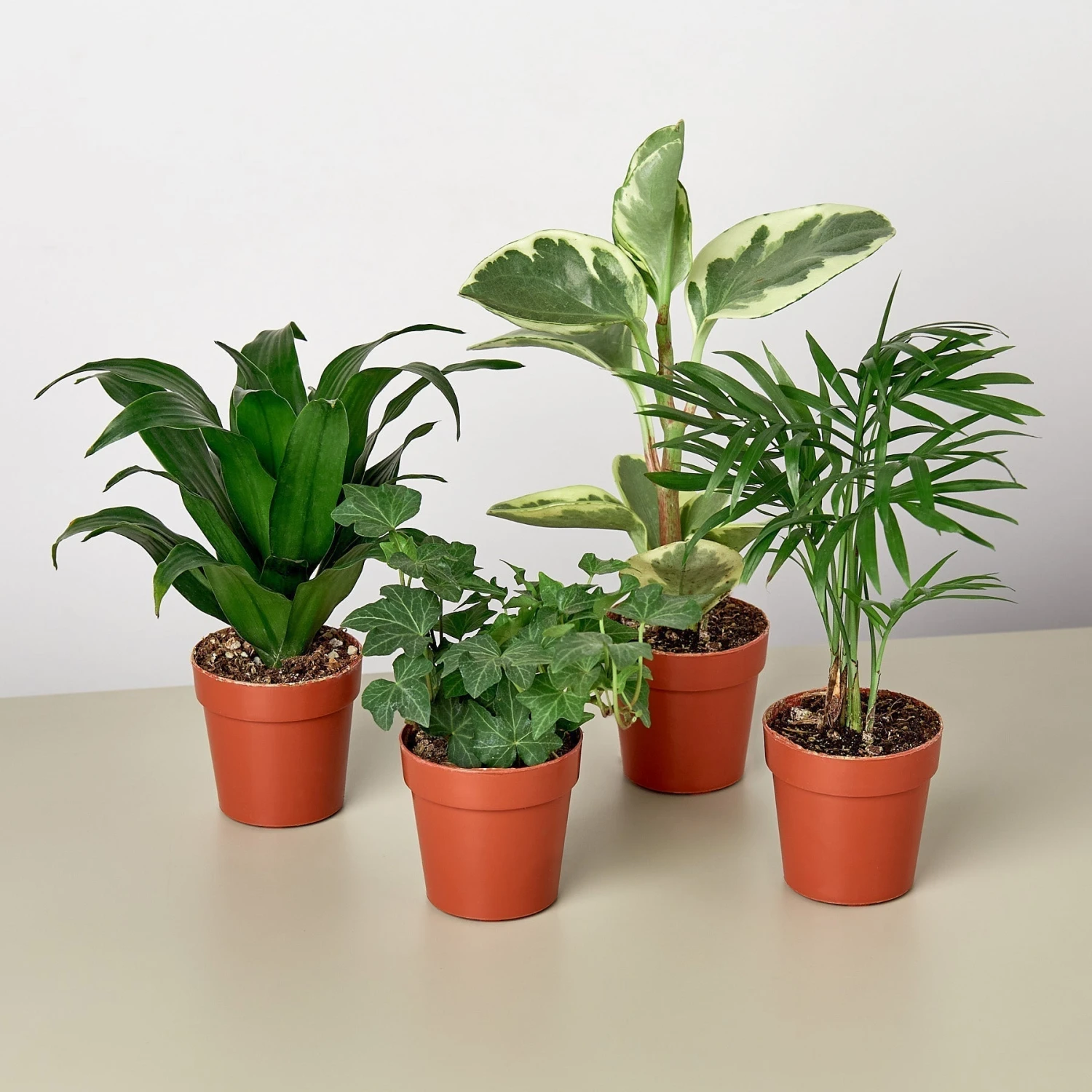 3" Tropical Plant Variety Bundle 1 3" Tropical Plant Variety Bundle